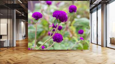 千日紅（紫）　globe amaranth  Gomphrena globosa in the garden  Wall mural